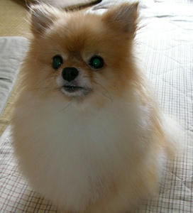 chibi