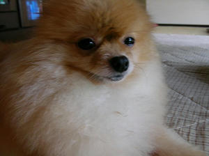 chibi