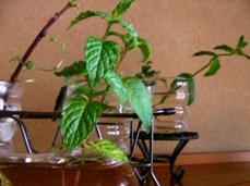 20090721-2.JPG