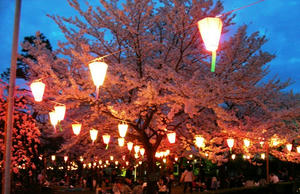 rojoukouen-sakura-10