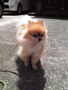 chibi