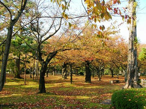 rojoukouen-kouyou