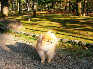 rojoukouen-kouyou