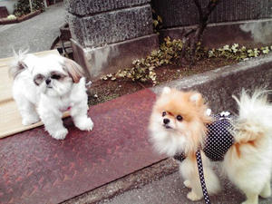 chibi to coco