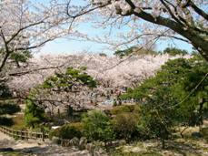 rojoukouen-sakura