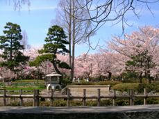 rojoukouen-sakura