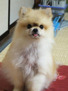 chibi