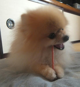 ｃｈｉｂｉ