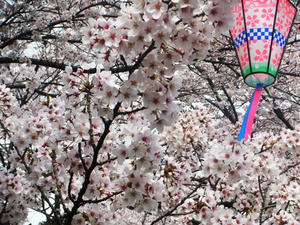 rojoukouen-sakura