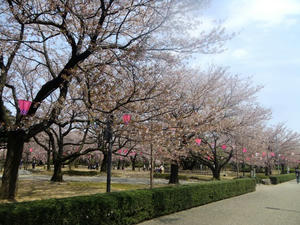 rojoukouen-sakura-1
