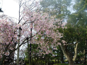 rojoukouen-sakura-2