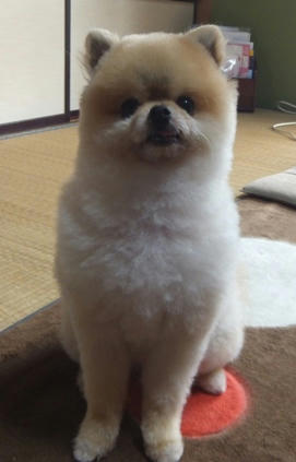 chibi