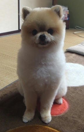 chibi