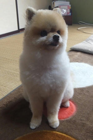 chibi