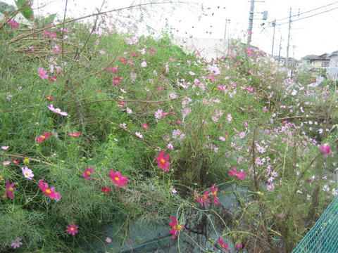 IMG_3681.JPG