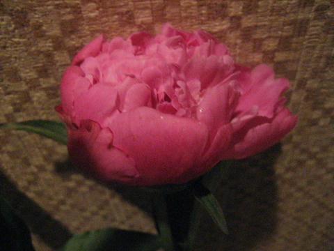 IMG_4416.JPG