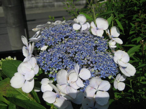 IMG_4461.JPG