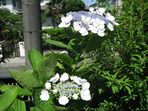 IMG_4458.JPG