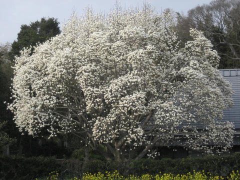 IMG_0993.JPG