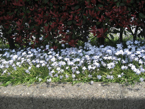 IMG_1007.JPG