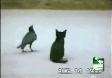 cat_crow.jpg