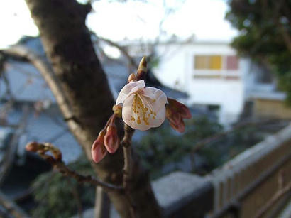 DSCF7123.jpg