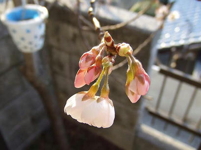 DSCF7117.jpg