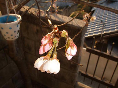 DSCF7116.jpg