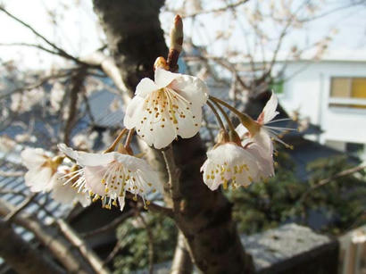 DSCF7209.jpg