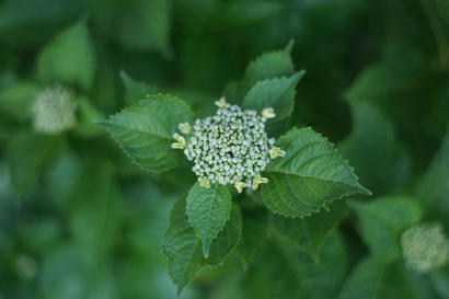 DSC02117.jpg
