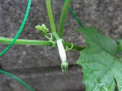 DSCF8214.JPG