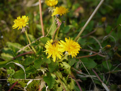 P1010215.jpg