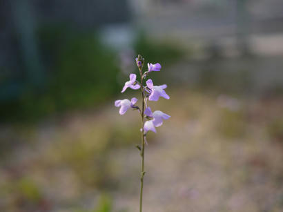 P1010337.jpg