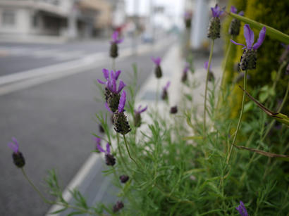P1020313.jpg