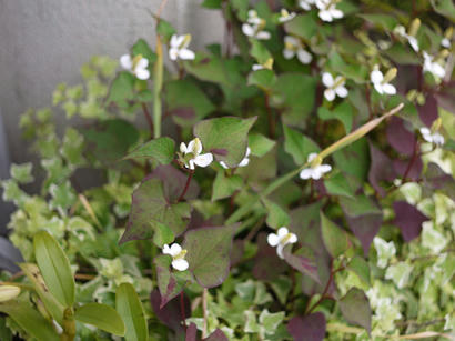 P1020290.jpg