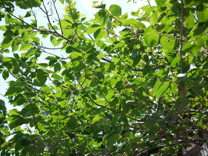 P1020122.jpg