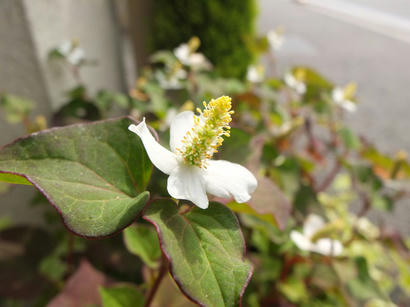 DSCF0097.jpg
