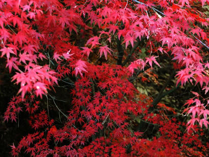 DSCF0659.jpg