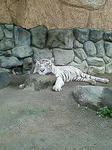NEC_0091.JPG