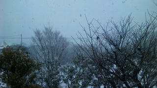雪が降りました3