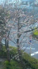 桜２