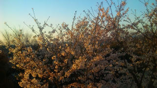 桜04/05