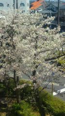桜04/05-3