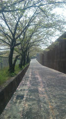 葉桜の並木道
