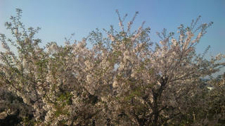 葉桜