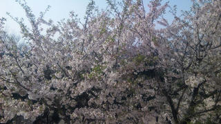 葉桜4/9