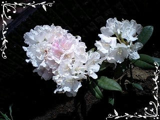 PA0_0061.JPG
