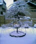 雪景色