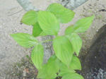 J0010006.jpg