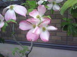J0010007.jpg